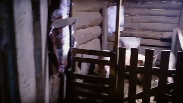 Какие породы свиней мы держим. Свинка идет в гости к кабану. смотреть онлайн