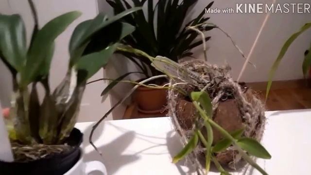 Мои орхидеи: дендробиум линдли,
Dendrobium Aphyllum,
целогина кристата