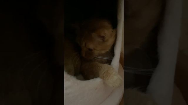 В домике. Жизнь рыжего кота. смотреть онлайн