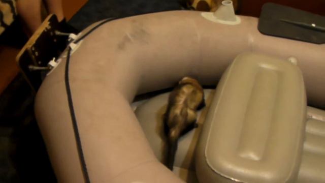 Хорек боцмана, проверяет судно перед выходом в море смотреть онлайн