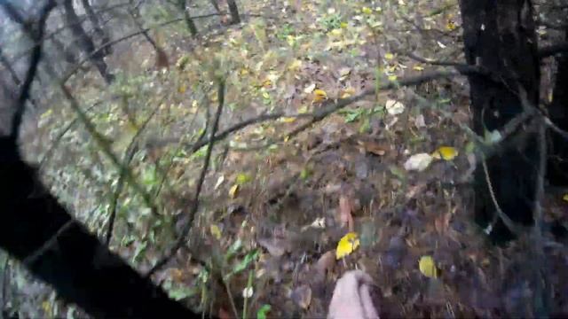 Рыжики в сосновом лесу