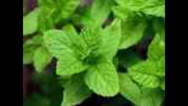 ТЕОРИЯ ПО SONIC X, КАКОЕ РАСТЕНИЕ КОСМО!!!1!!1111 смотреть онлайн