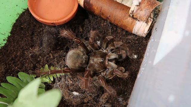 Giant Spiders! Goliath Birdeater Tarantula Update (World's BIGGEST Spiders!) смотреть онлайн