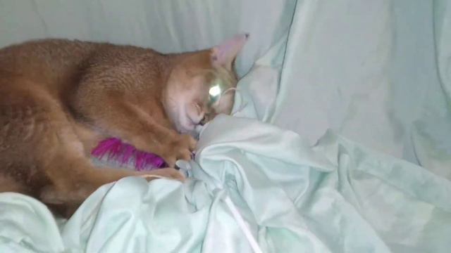 Чаузи котята смотреть онлайн