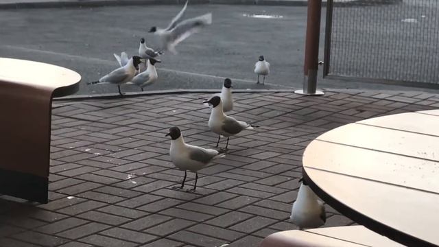 Ты хочешь хавать сучка смотреть онлайн