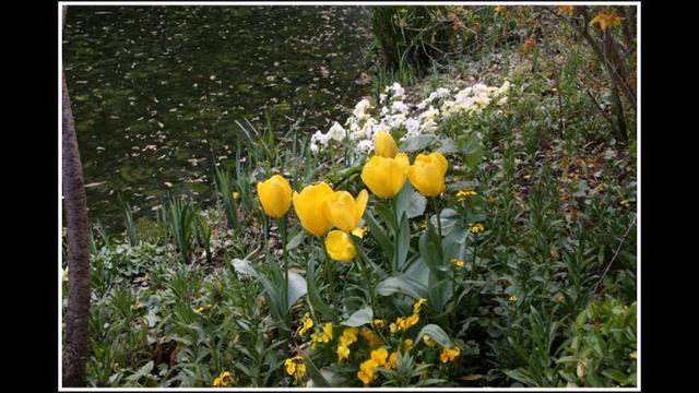 La Maison et les Jardins de Claude Monet. Monet Gardens. Сады Моне. смотреть онлайн