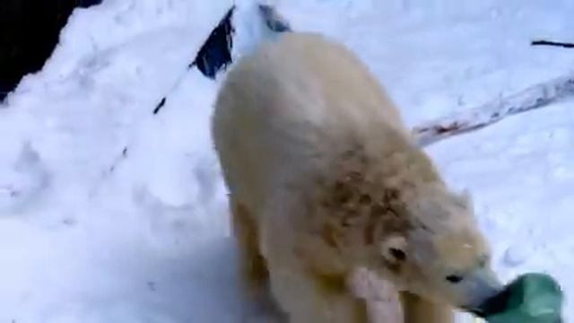 Игра Ростика с подарком (часть2) 07.12.16 смотреть онлайн