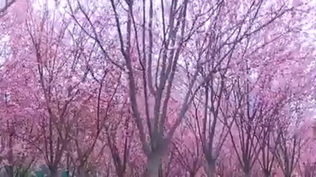 Рузи аввали Бахори гул ба домон ба хамаи Хамватанон муборак. смотреть онлайн