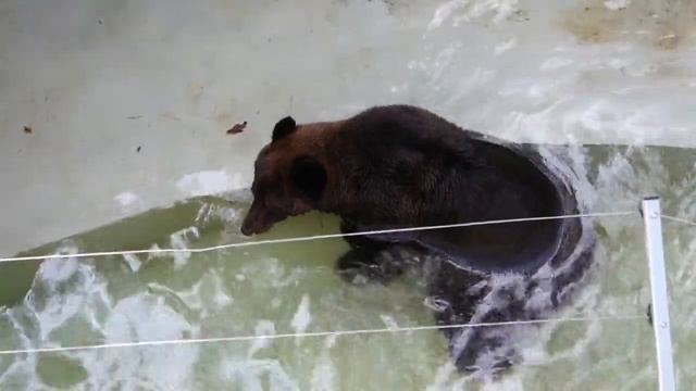 Бурый медведь ранним холодным утром решил искупаться. смотреть онлайн