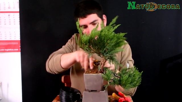 Time-lapse Bonsai Juniperus Sabina Tamariscifolia смотреть онлайн