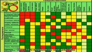 Что можно сажать рядом с луком