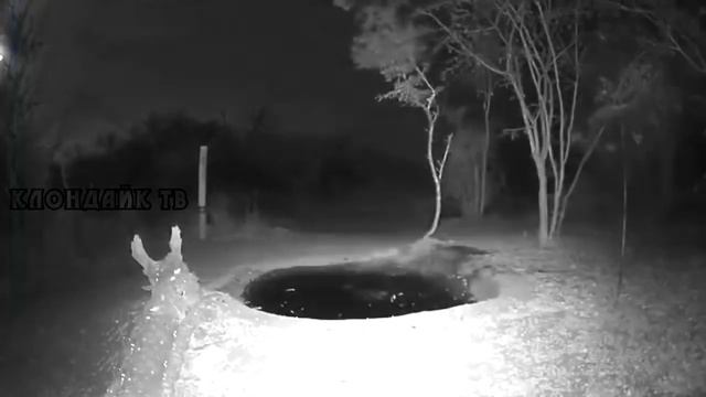 Сборник редких кадров 21. Ужасный случай на водопое и гигантский бык. Клондайк тв смотреть онлайн