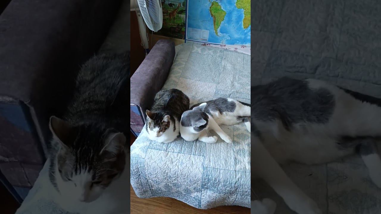 Бог создал женщину!?❤ #мурзик #кот #питомец #лайк #приколы #котики #добро #любовь #мурка #бог смотреть онлайн