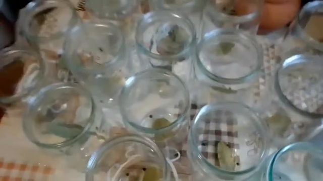 Тушёнка в автоклаве! Заготовки на зиму в разгаре! смотреть онлайн