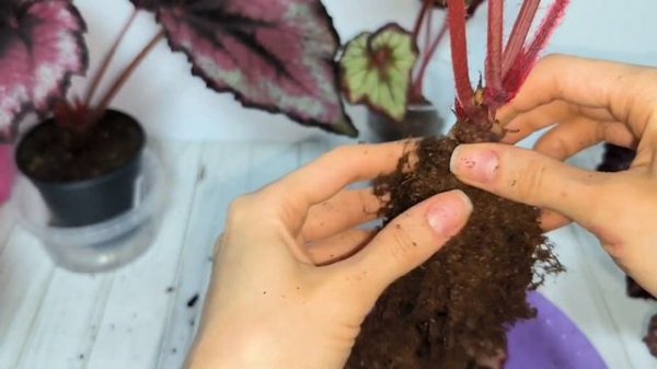 Залили бегонии. Что делать 🤔