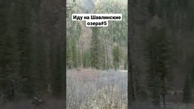 🌲Путь на Шавлинские озера. Алтай. #алтай #тайга #горы #лес #сибирь #походы #trekking #bushcraft смотреть онлайн