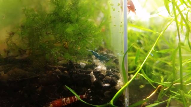 Another Blue Pinto смотреть онлайн