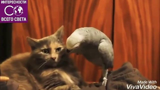 У Кошки сейчас бамбонёт смотреть онлайн