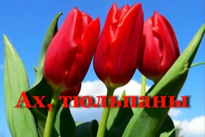 Ах, тюльпаны