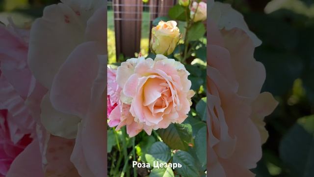 Роза Цезарь/ rose Cesar смотреть онлайн