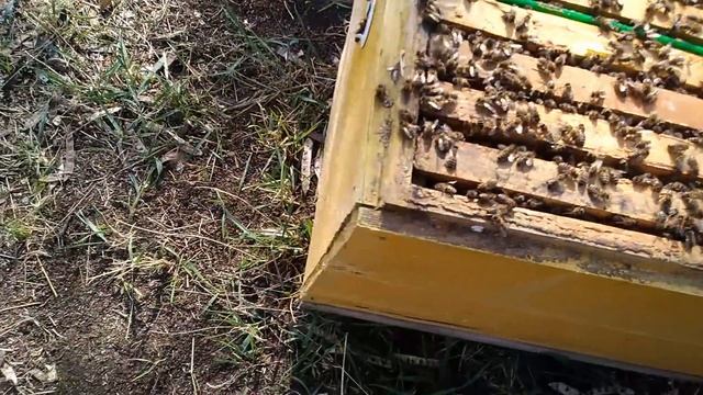Вывод маток. Семья воспитательница смотреть онлайн