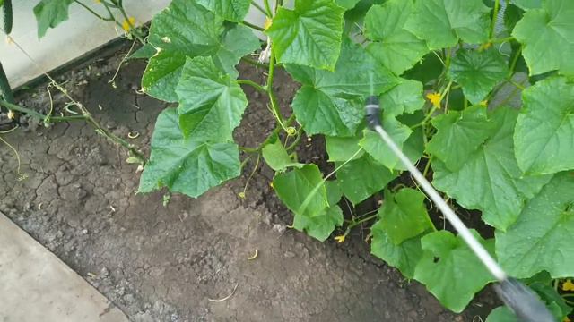 Чем подкормить и обработать огурцы? смотреть онлайн