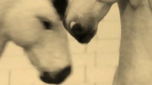 Клип №1 на конкурс LUCKY HORSE.