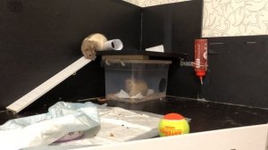 СПАРИВАНИЕ КРЫС