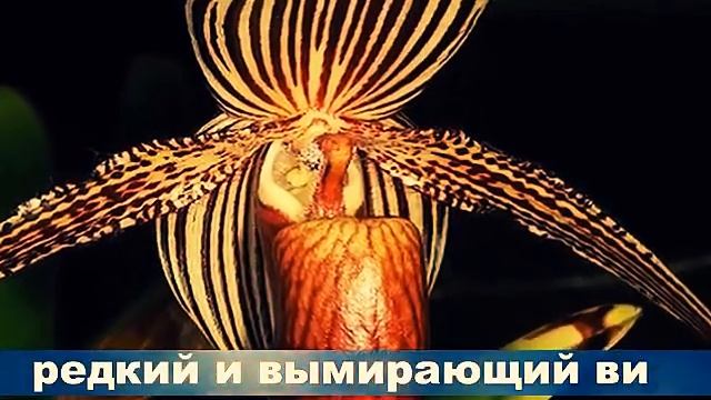 ТОП 10 Самые ДОРОГИЕ и РЕДКИЕ цветы в мире смотреть онлайн