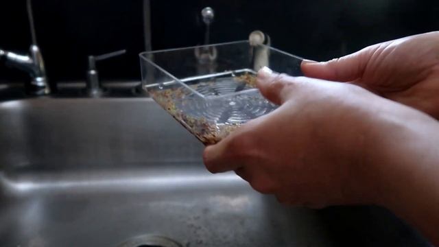 Sprouting Alfalfa in a Two-Tiered Seed Sprouter смотреть онлайн