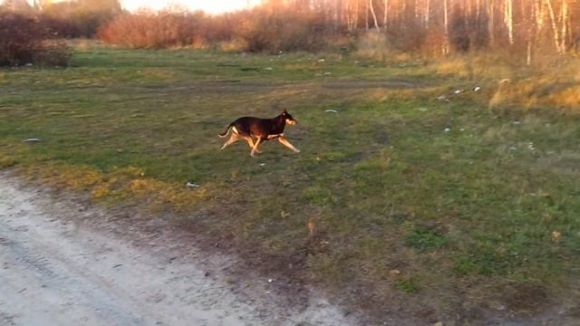 Прогулки по Брянску. Влог 5. Орлики 5 и 6. Электричка из Нетьинки. смотреть онлайн