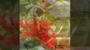 Александр Марцинкевич - калина