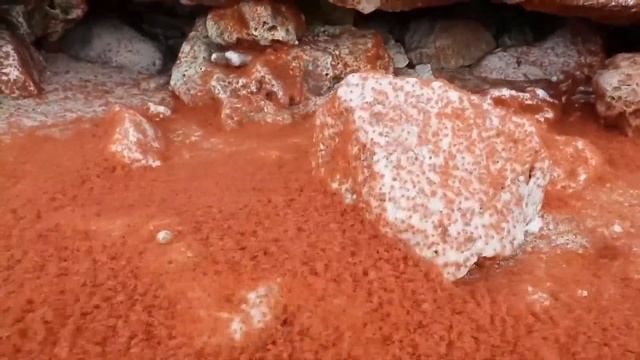 D2U club - Миграция красного краба на о.Рождества смотреть онлайн