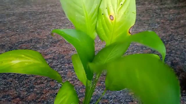 PLANT SALE വിലക്കുറവിൽ ചെടികൾ വാങ്ങാം#beautifulplants #homegarden смотреть онлайн