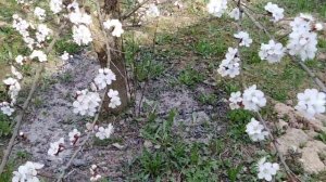 Абрикос Лель в Подмосковье