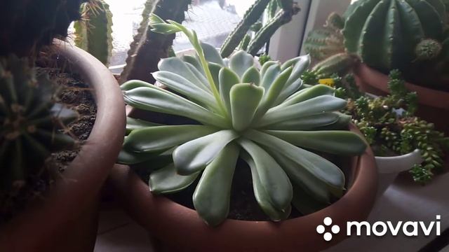 ?Эхеверия цветет!!! смотреть онлайн