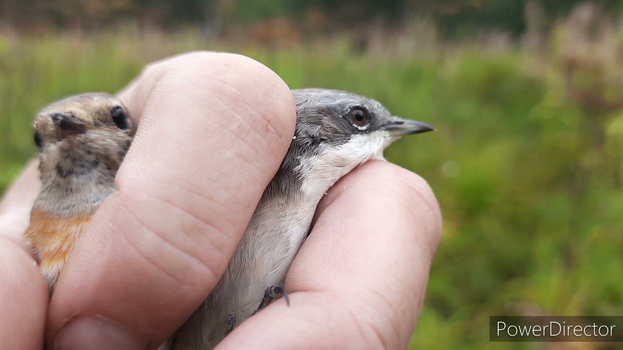 Ловля певчих птиц 15.08.2021 год. смотреть онлайн