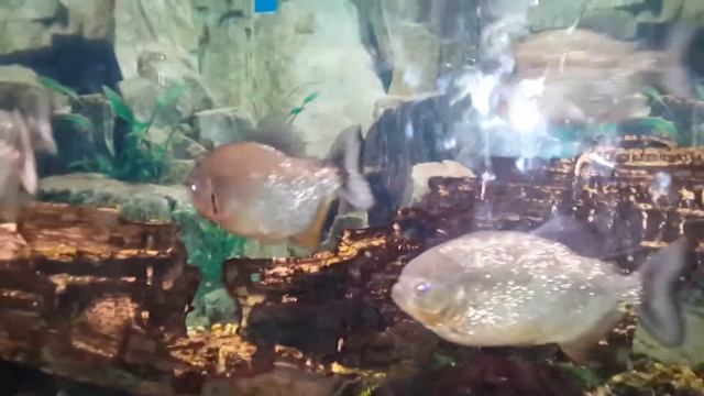 кормление пираньи краснобрюхой смотреть онлайн