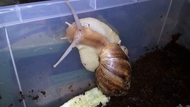 Ахатина гигантская смотреть онлайн