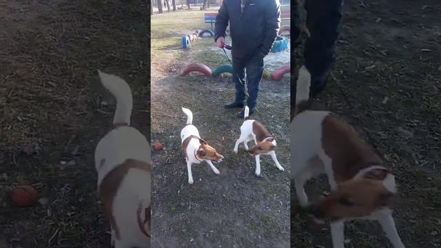 Игры фокстерьеров ! Бокс- Фокс ! Two fox terriers! смотреть онлайн