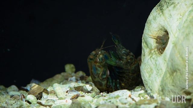 What does a Mantis Shrimp fight look like? смотреть онлайн