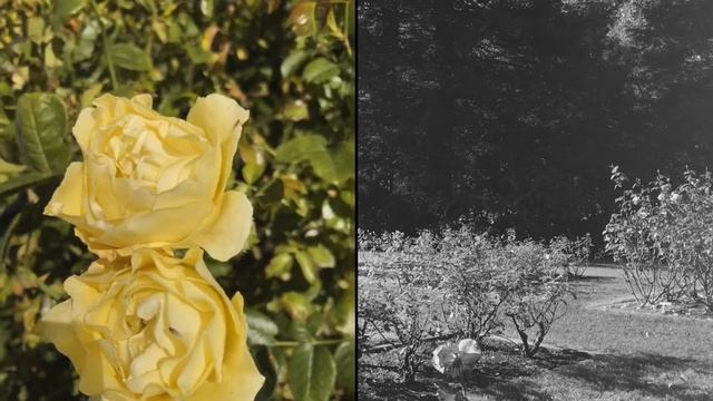 Golden Gate Park Rose Garden смотреть онлайн
