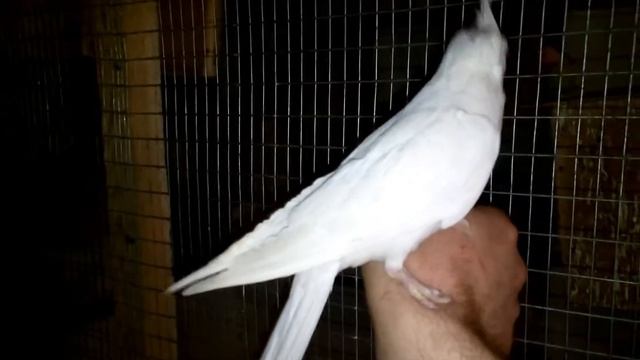 Безщекая корелла Альбино смотреть онлайн