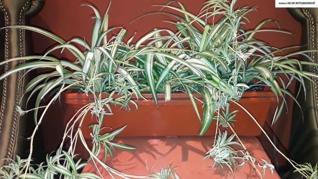 Мой любимый ХЛОРОФИТУМ. Всё об уходе и размножении. смотреть онлайн