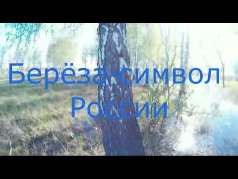 Берёза символ России смотреть онлайн