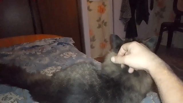 Кот Марс. Свет в глазах в темноте. смотреть онлайн