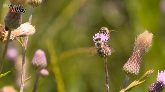 Этот Один Сидерат Заменит Все Остальные Вместе Взятые! Почва Станет Плодородной, Рыхлой И Влагоемко