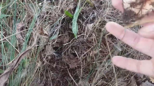 Открытие осеннего сбора грибов Подтопольники(рядовки) смотреть онлайн