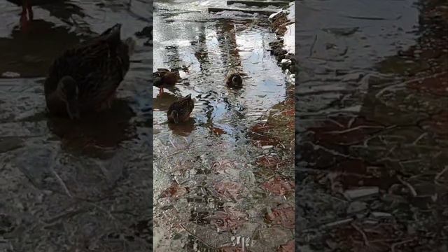 Утки без коньков на даче, но в ластах🦆! смотреть онлайн