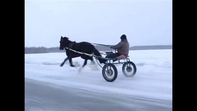 лошать кличка тюльпан смотреть онлайн